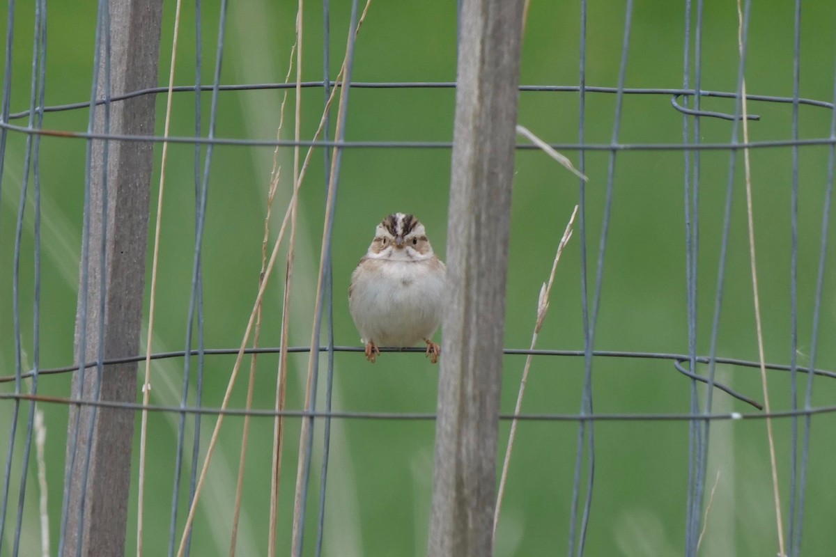 Clay-colored Sparrow - ML230980181
