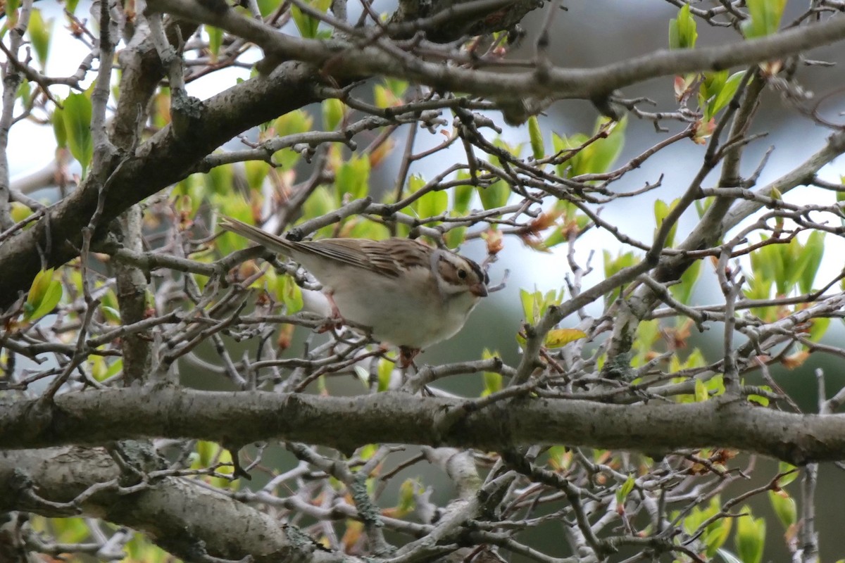 Clay-colored Sparrow - ML230980331
