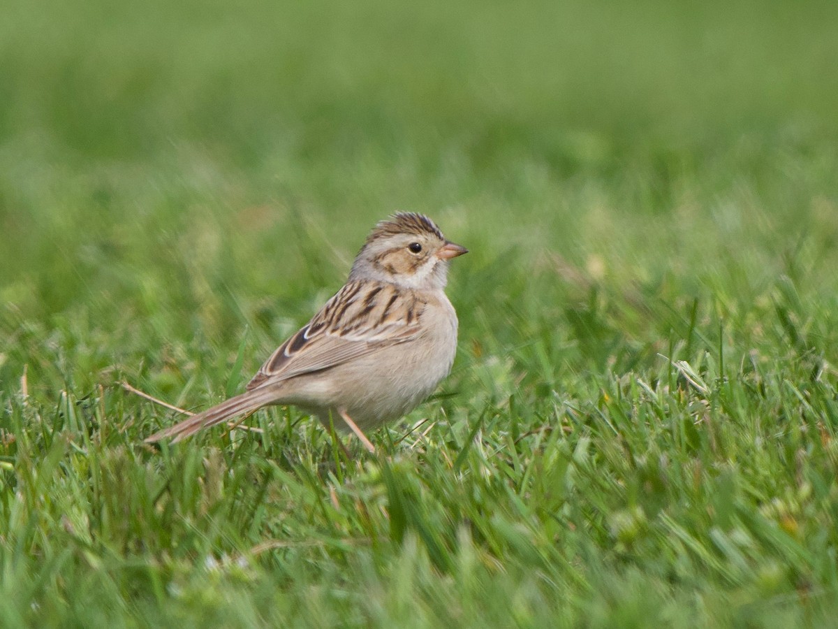 Clay-colored Sparrow - Gautam Apte