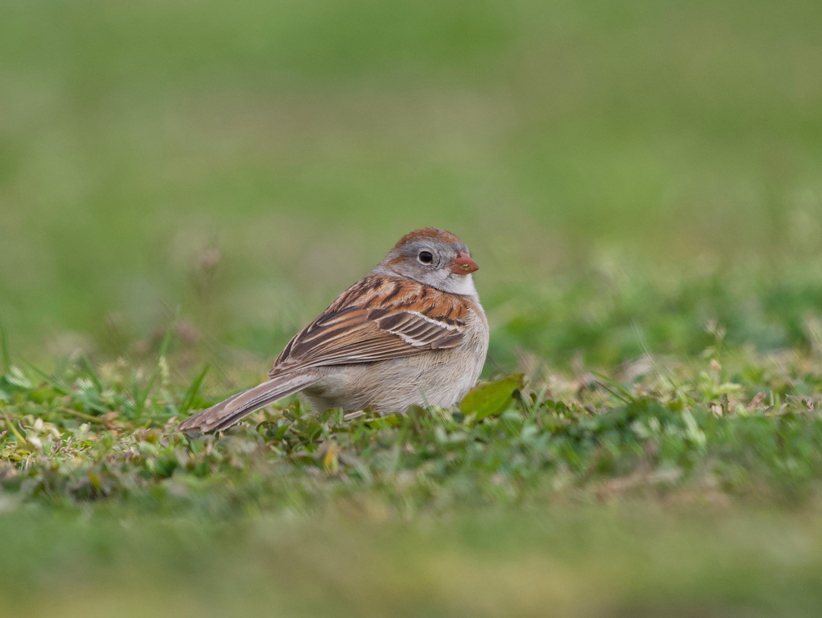 Field Sparrow - Gautam Apte