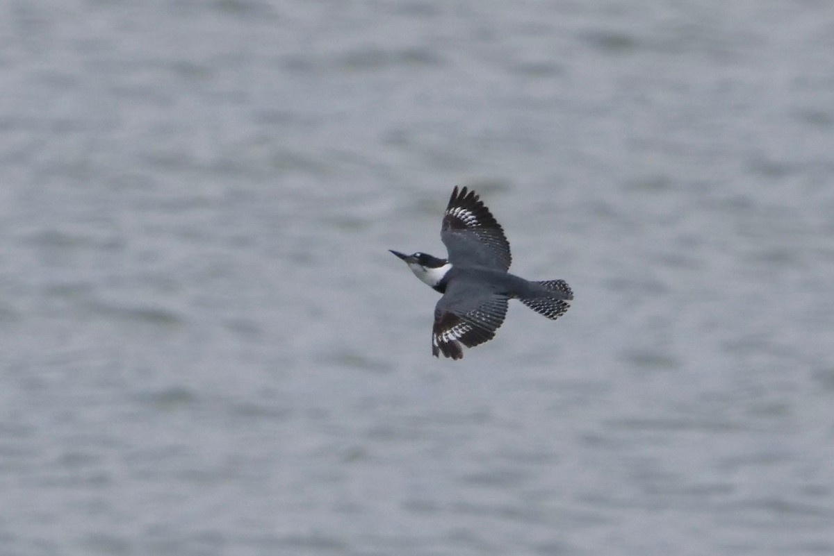 Belted Kingfisher - ML230980751