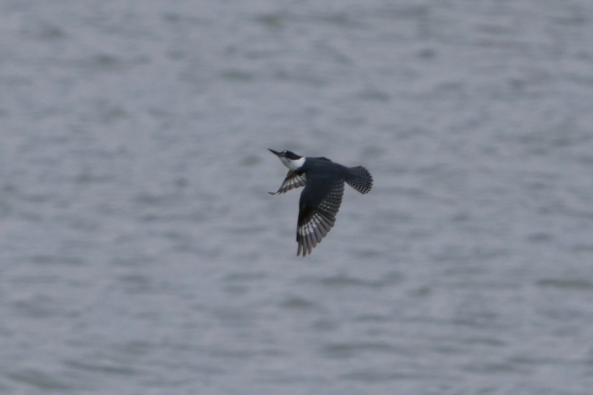 Belted Kingfisher - ML230980811