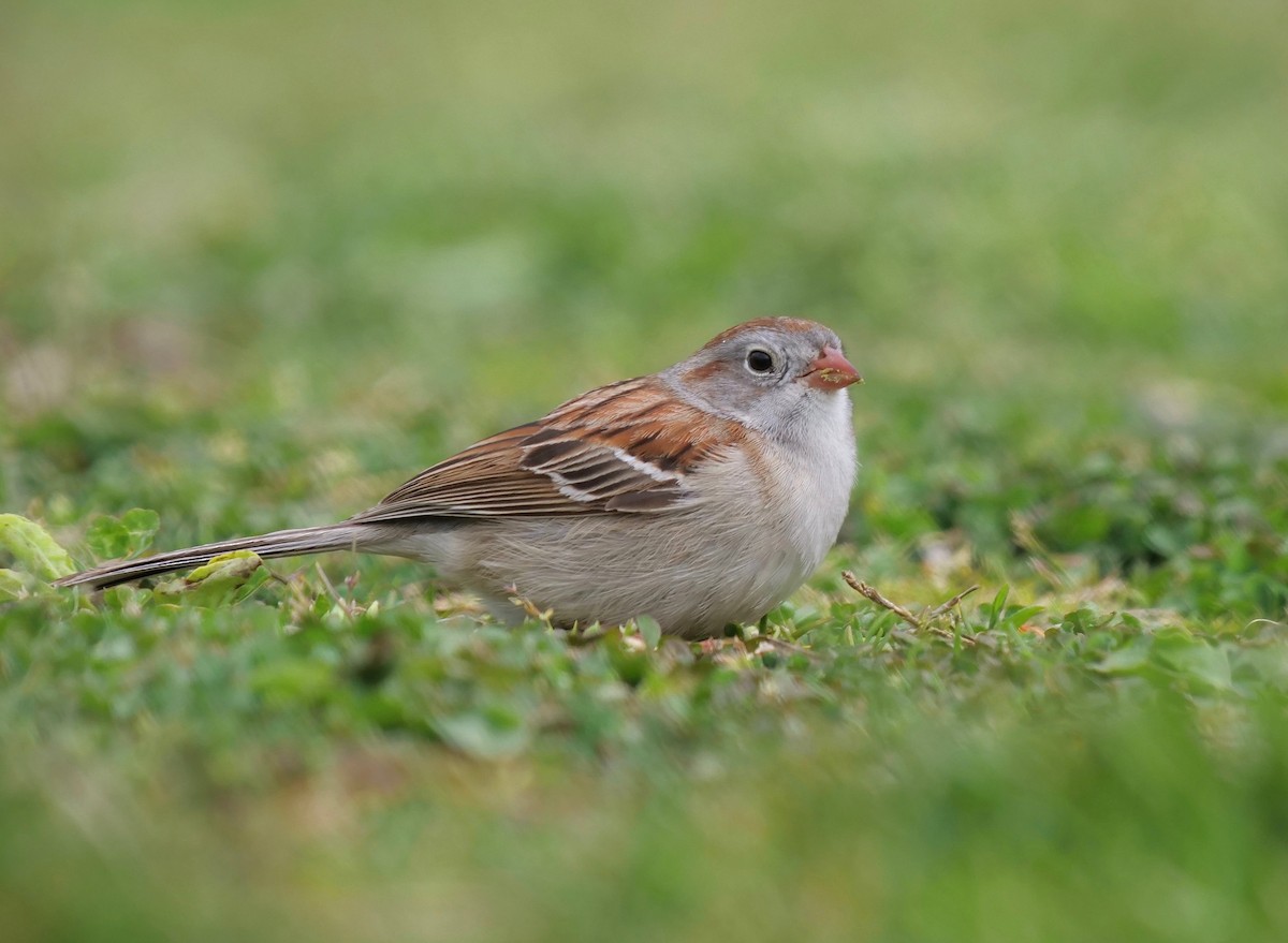Field Sparrow - ML230980851