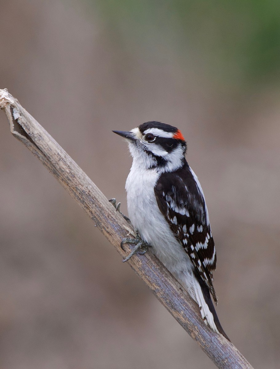 Downy Woodpecker - Gautam Apte