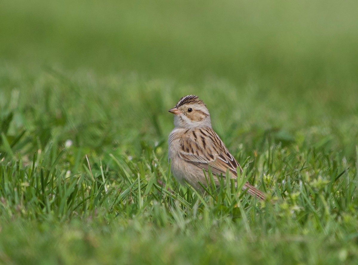 Clay-colored Sparrow - ML230980871