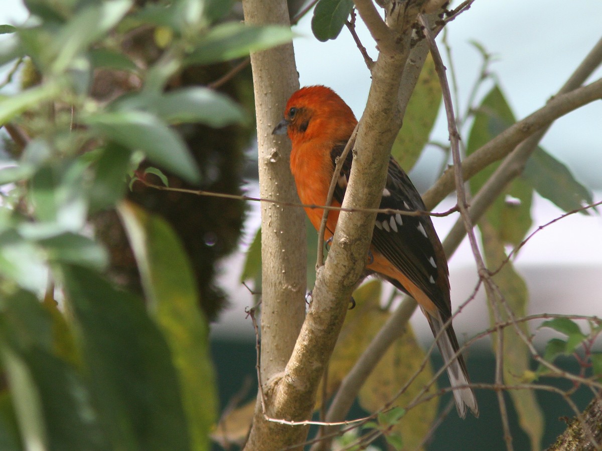 Flame-colored Tanager - ML23098501