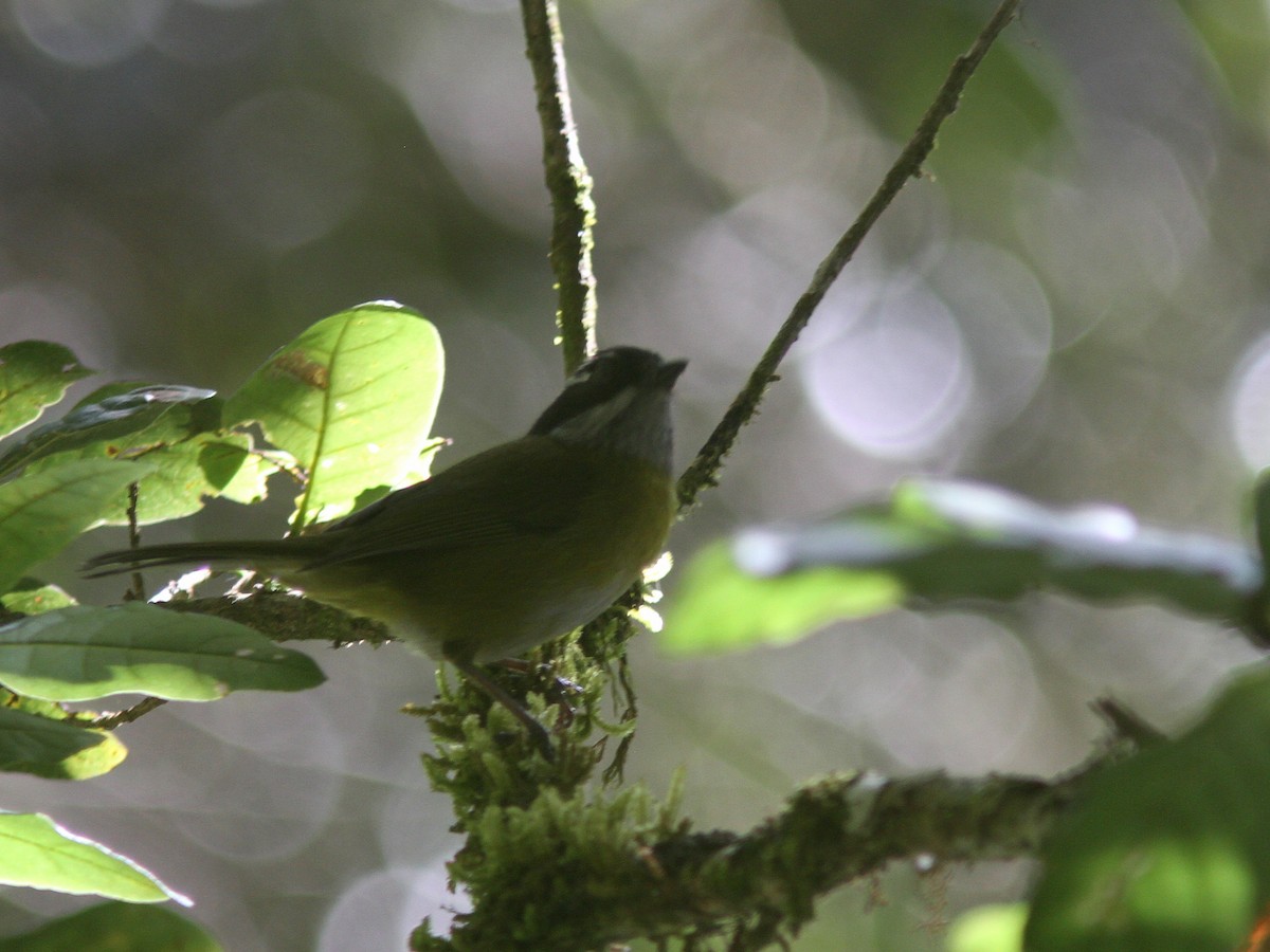 Sooty-capped Chlorospingus - ML23098561