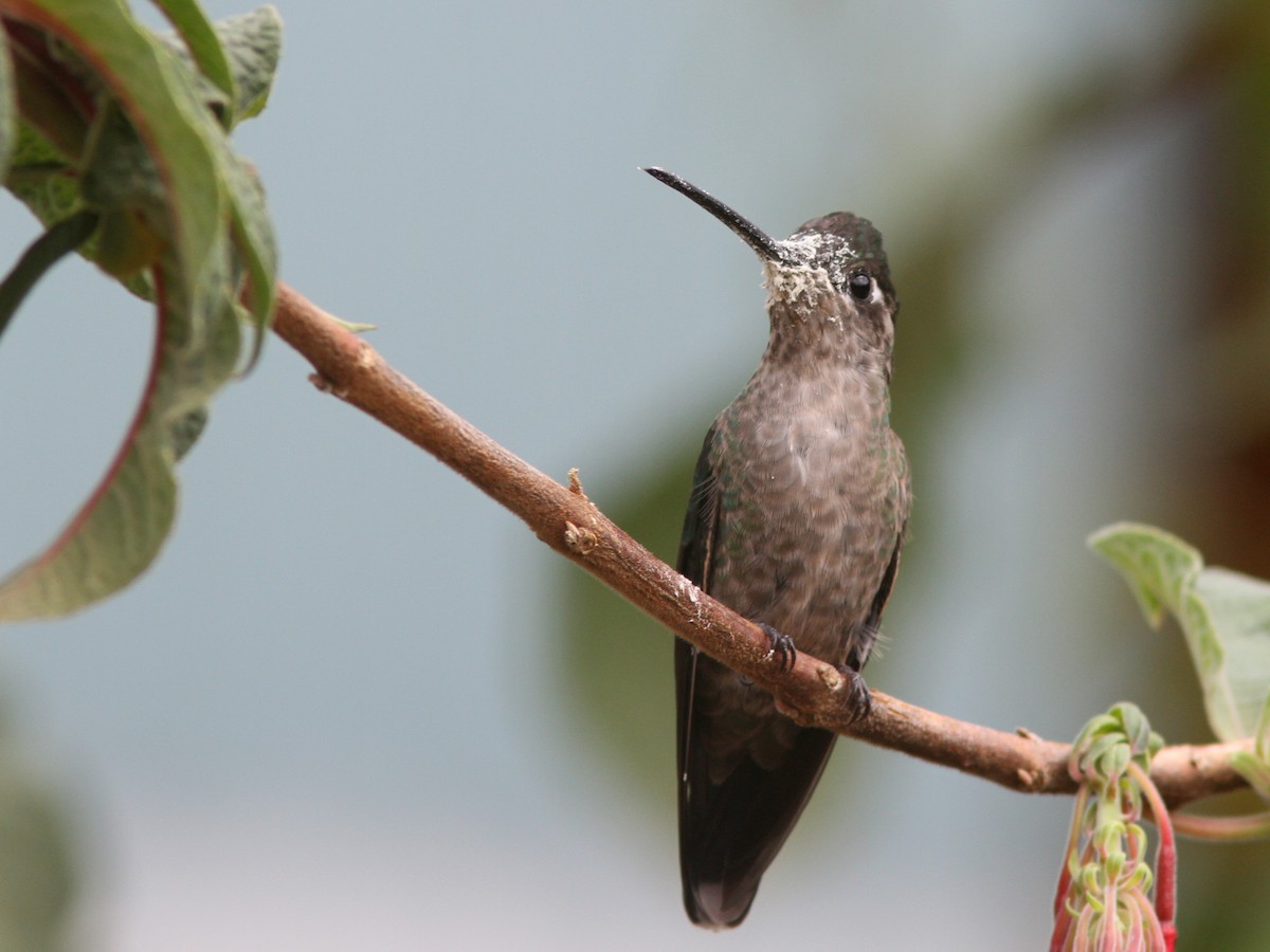 Talamanca Hummingbird - ML23098731