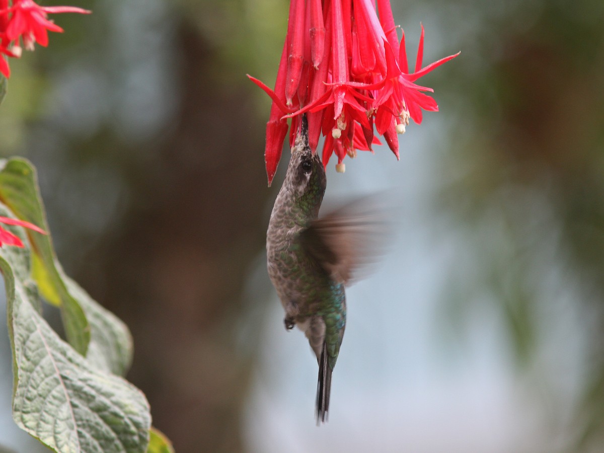 Talamanca Hummingbird - ML23098761