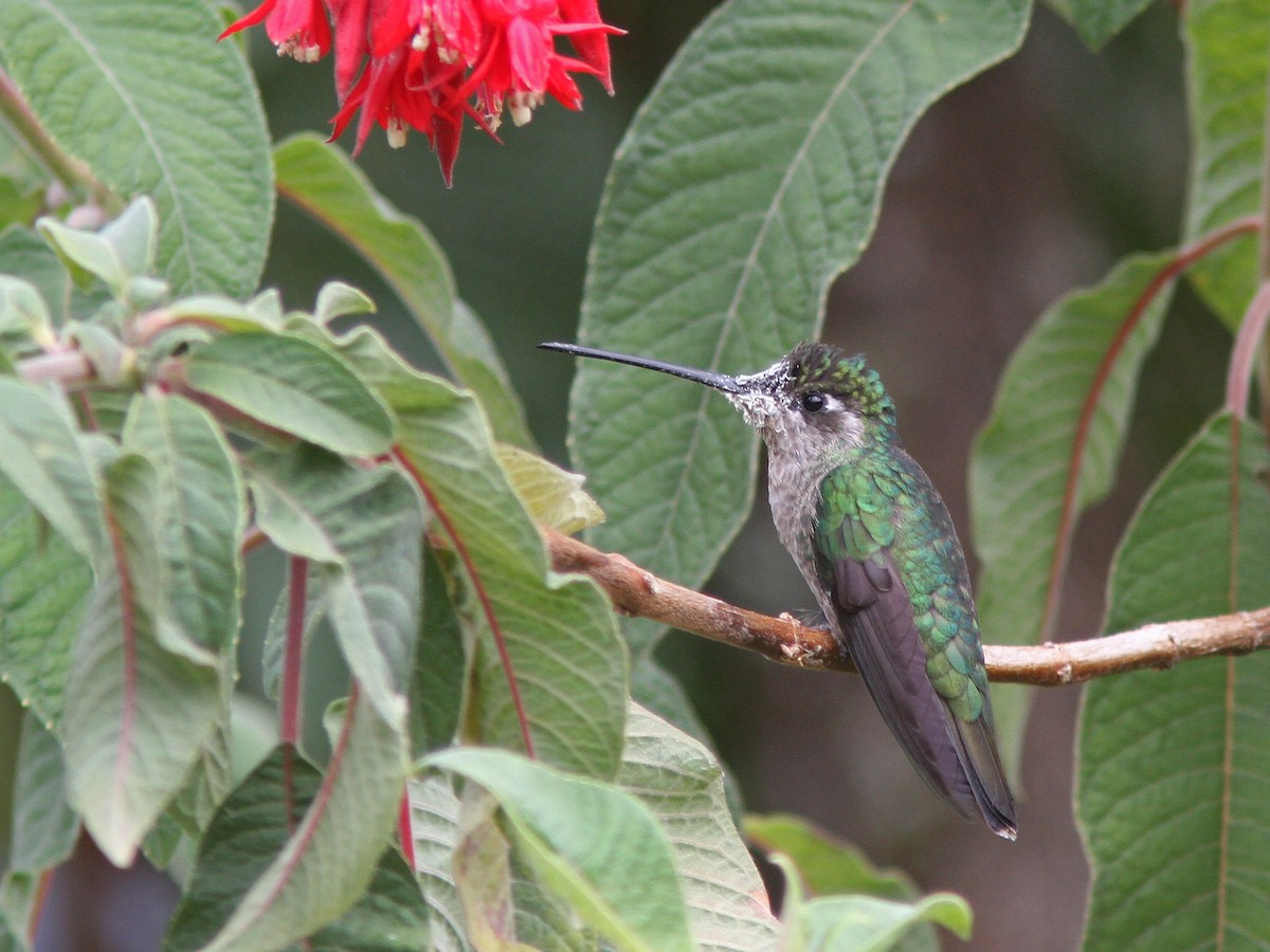 Talamanca Hummingbird - ML23098771