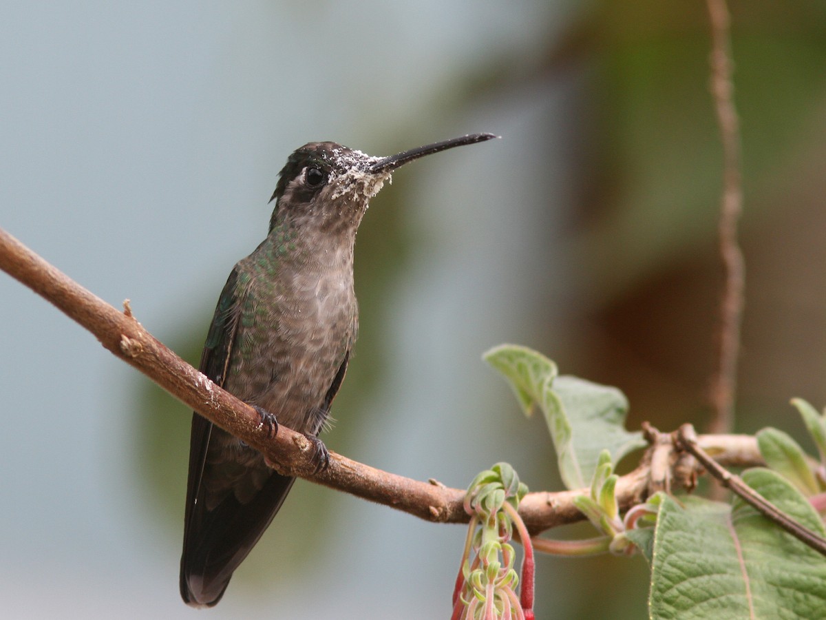 Talamanca Hummingbird - ML23098781