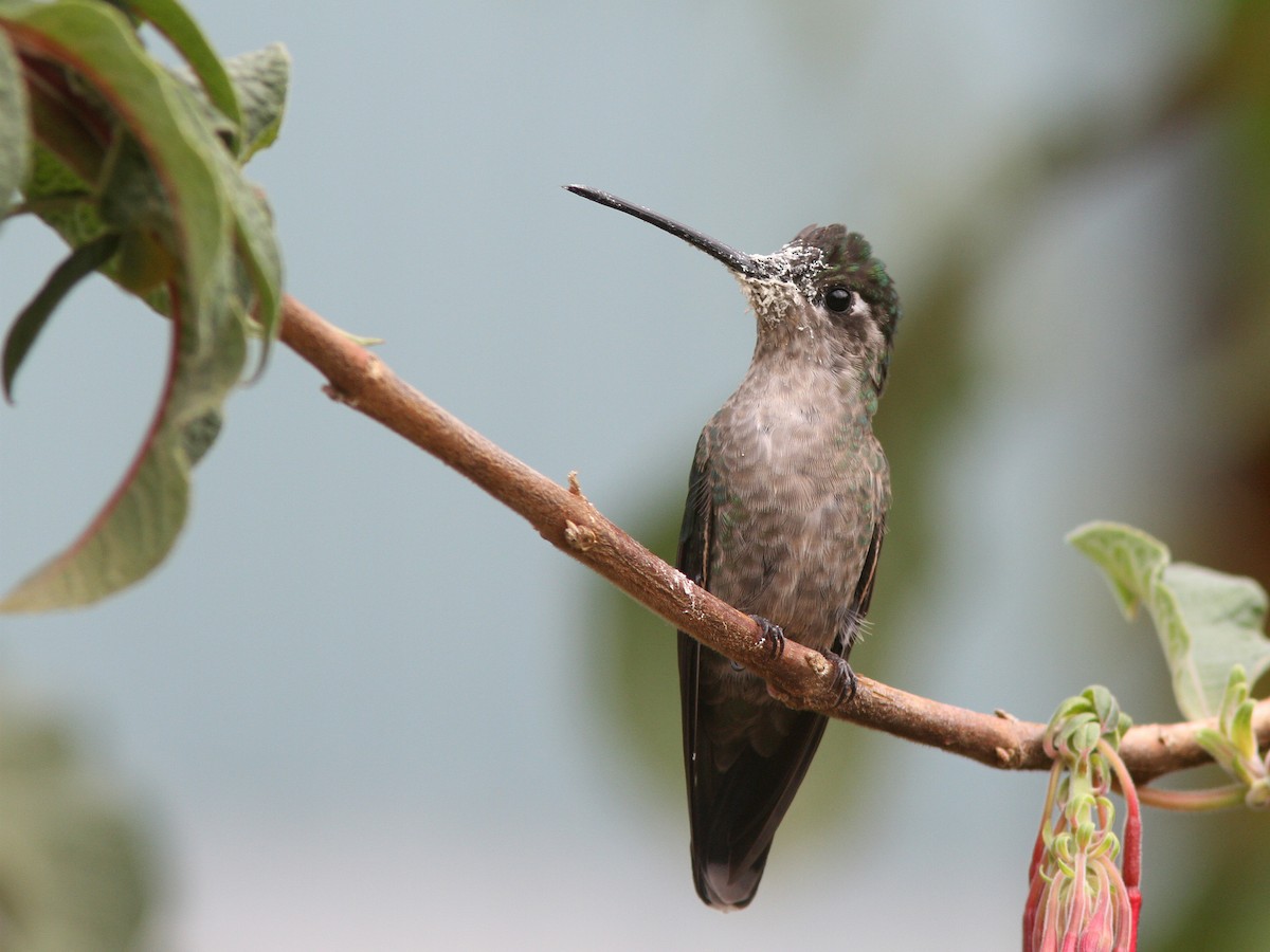 Talamanca Hummingbird - ML23098831