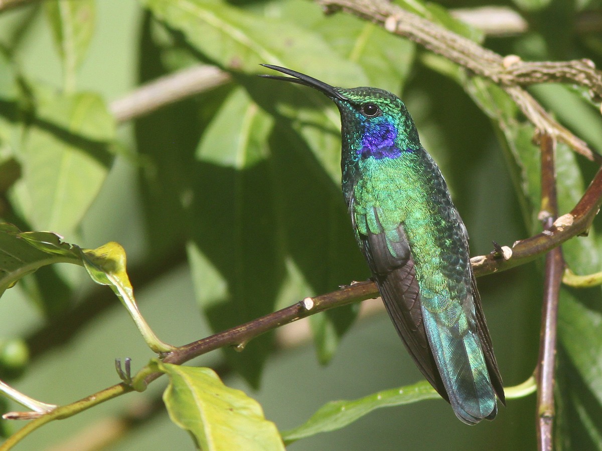 Lesser Violetear (Costa Rican) - ML23098861