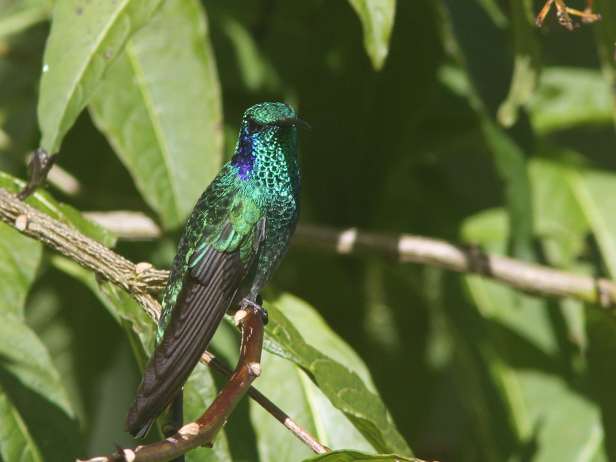Lesser Violetear (Costa Rican) - ML23098881