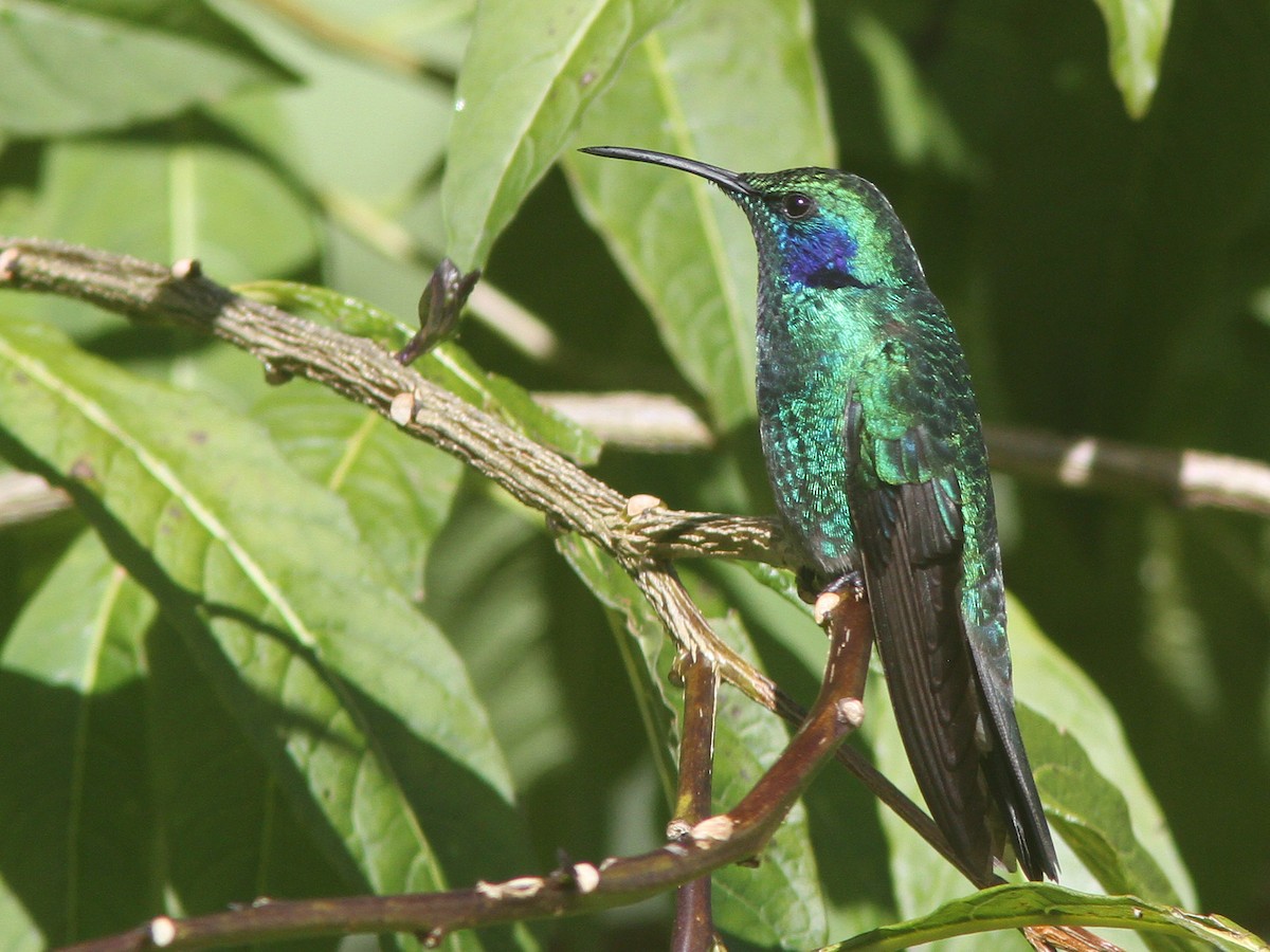 Lesser Violetear (Costa Rican) - Larry Therrien