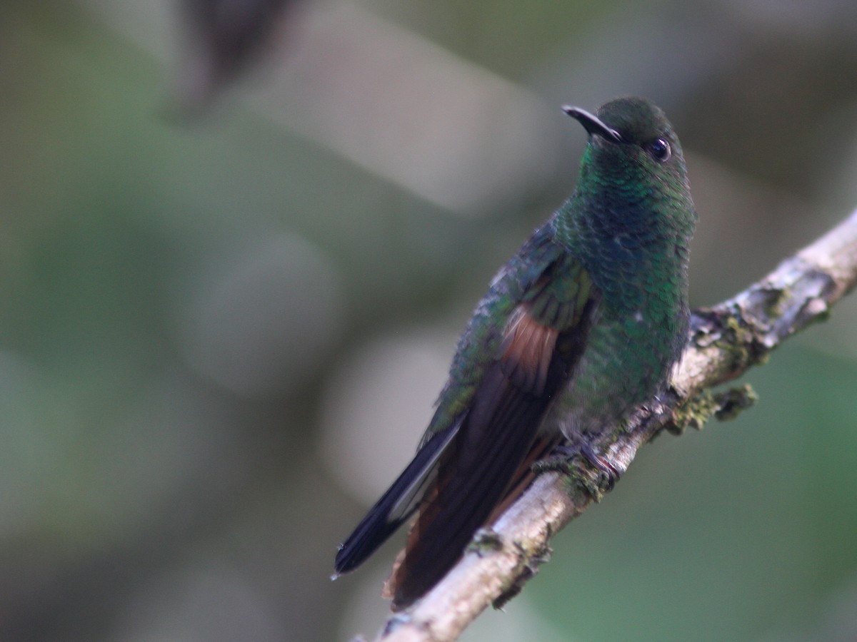 Stripe-tailed Hummingbird - ML23099051
