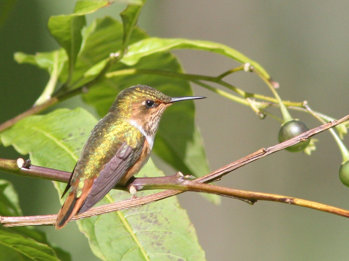Scintillant Hummingbird - ML23099191