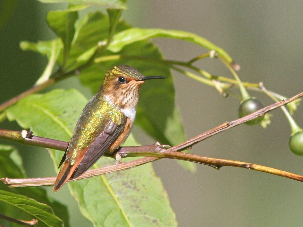 Scintillant Hummingbird - ML23099231