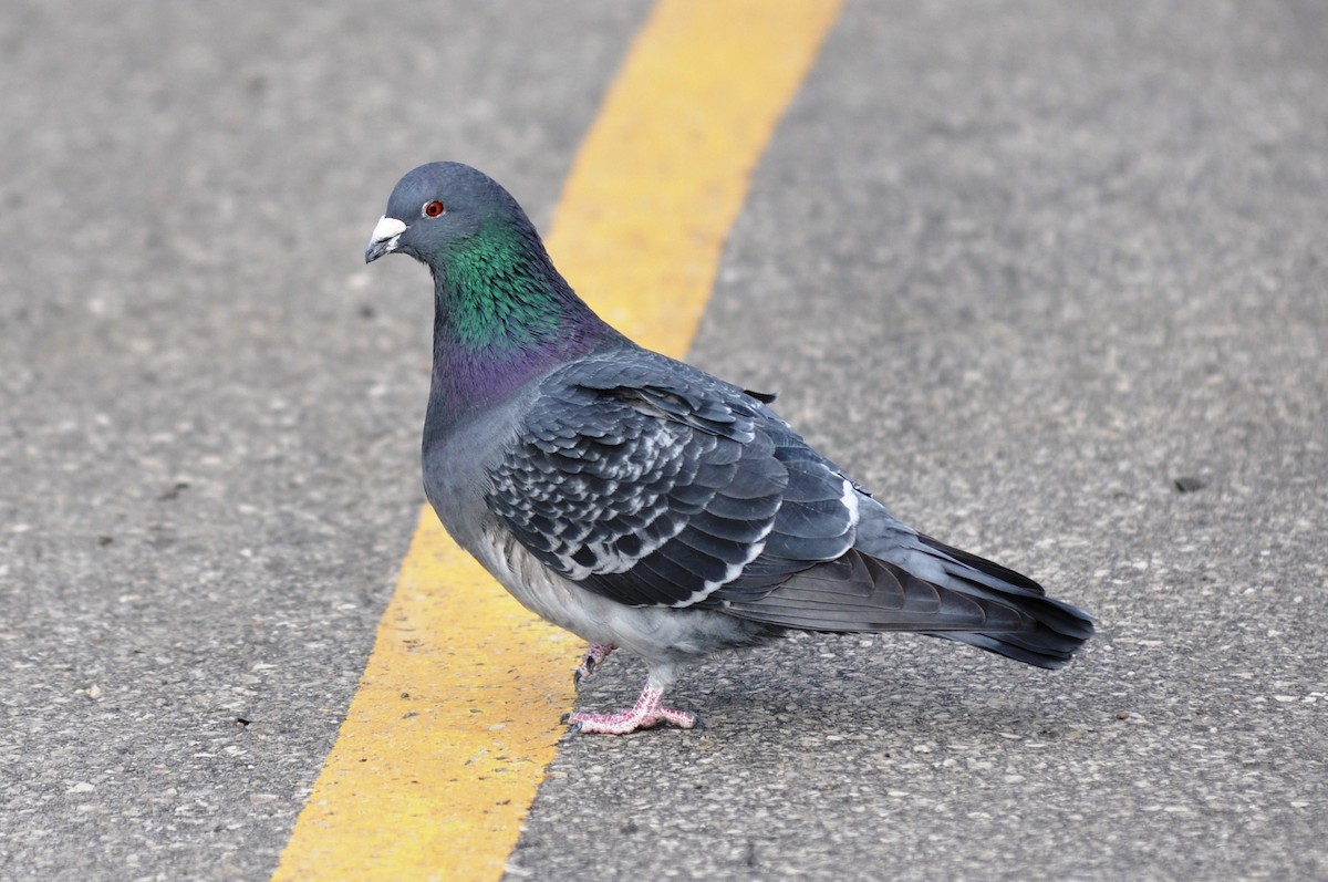 Rock Pigeon (Feral Pigeon) - ML23099251