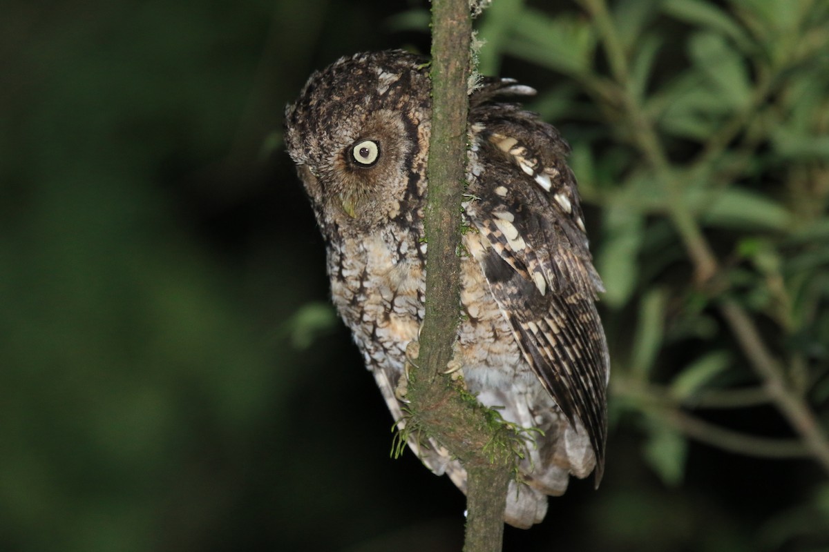 Montane Forest Screech-Owl - William Legge