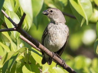  - Large Tree-Finch