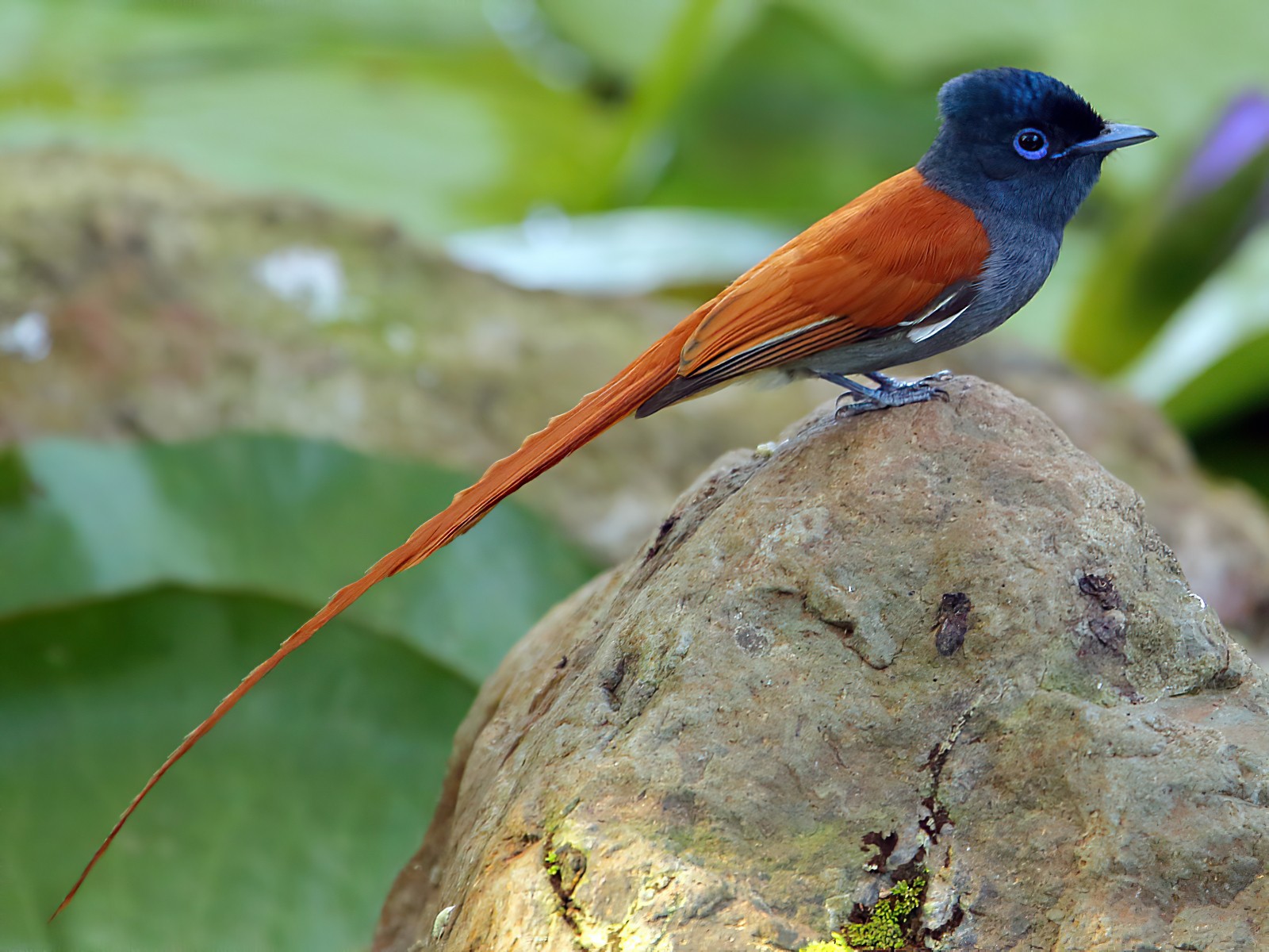 African Paradise-Flycatcher - Tadeusz Rosinski