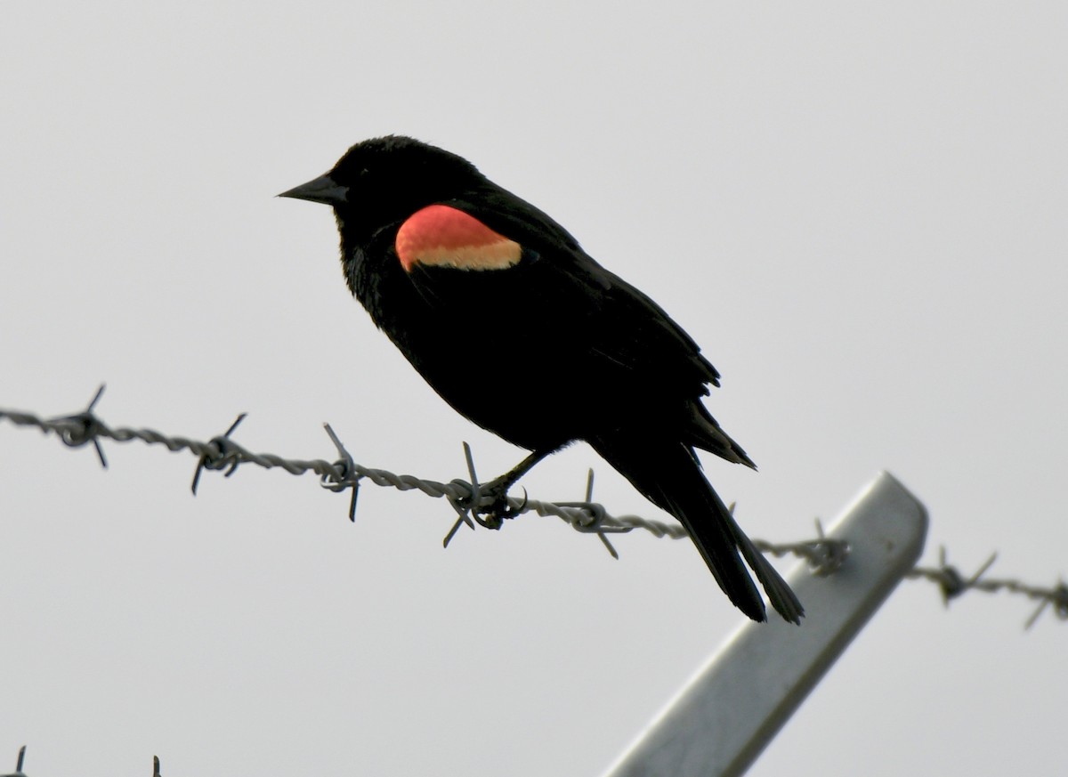Red-winged Blackbird - David Campbell
