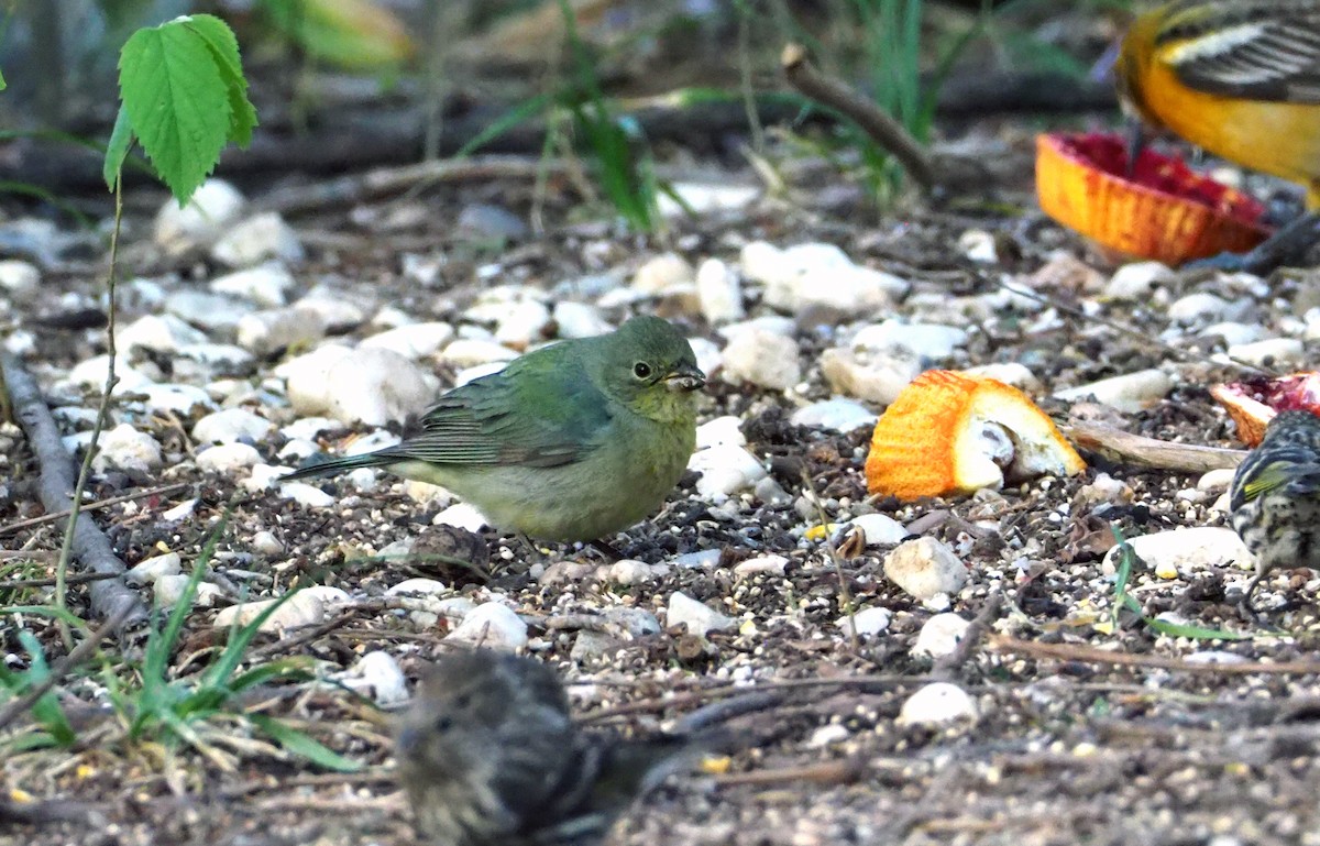 Painted Bunting - ML230998261