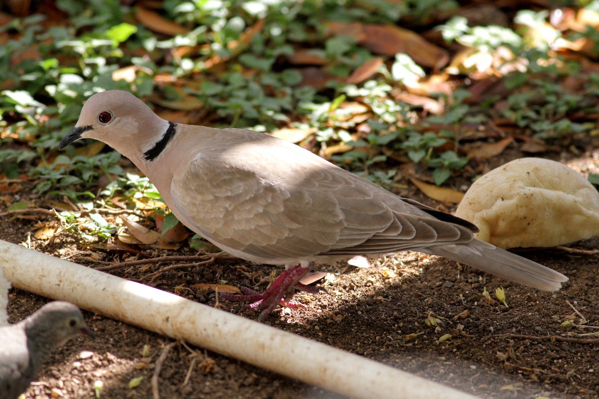 African Collared-Dove - ML23099871