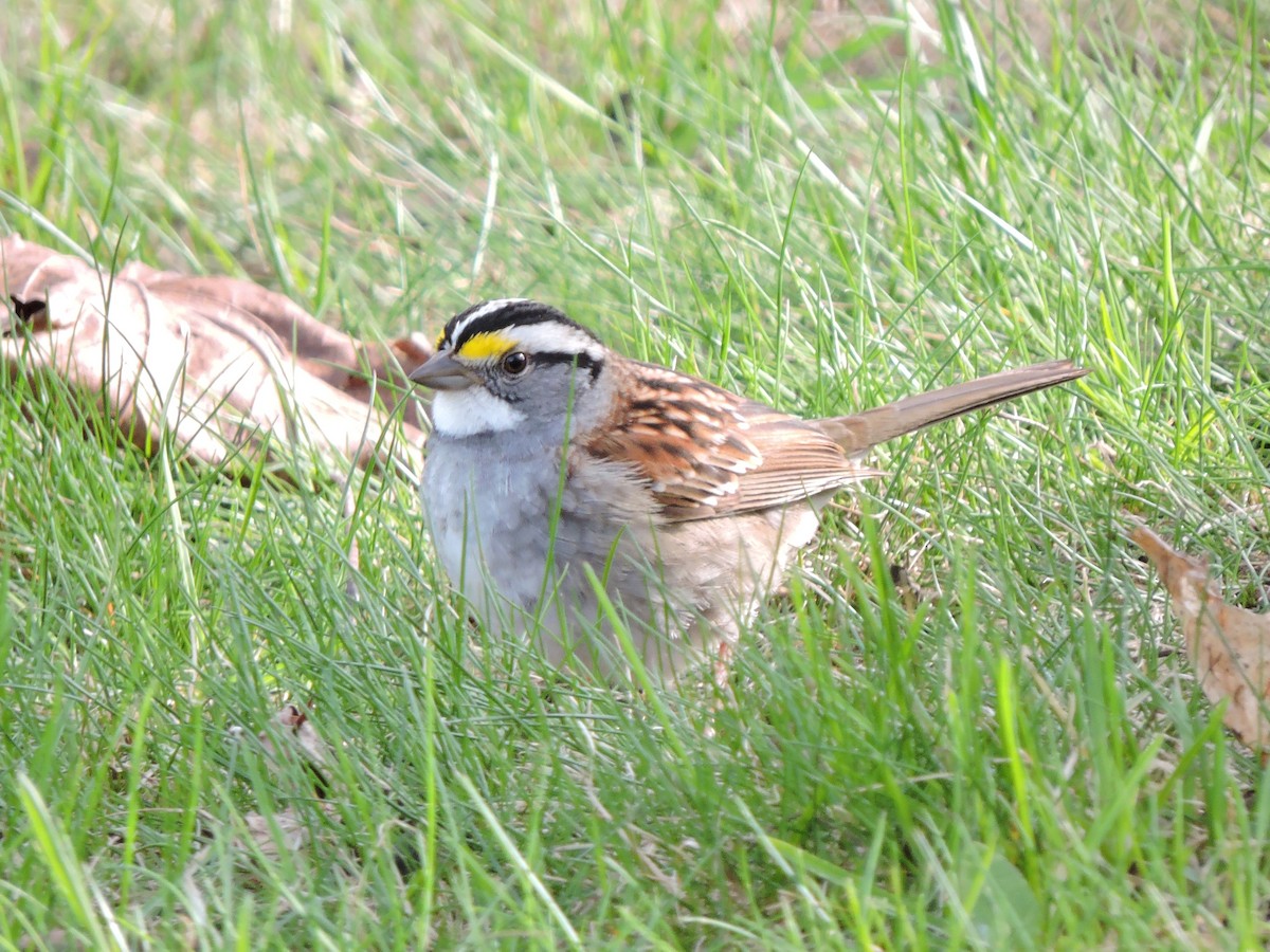 White-throated Sparrow - Aaron Roberge