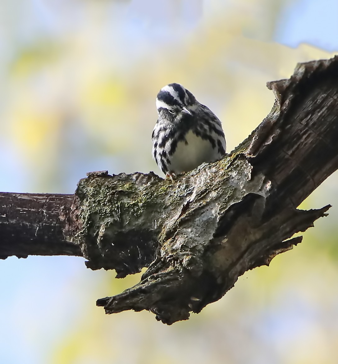 Black-and-white Warbler - ML231000961