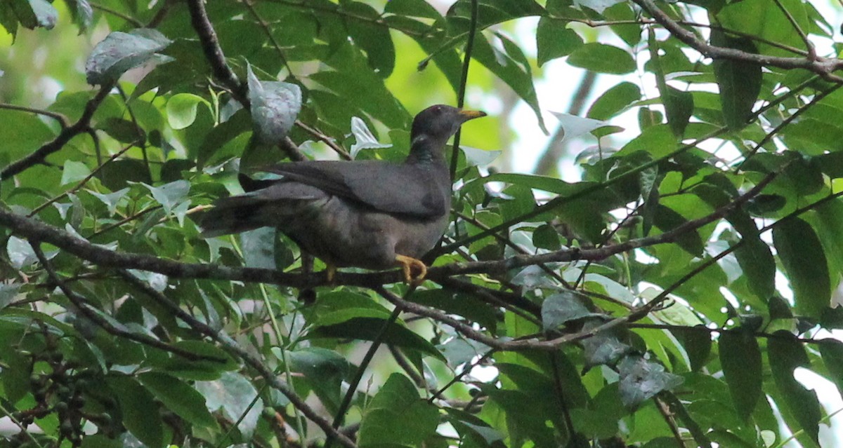 Band-tailed Pigeon (White-necked) - Gary Leavens