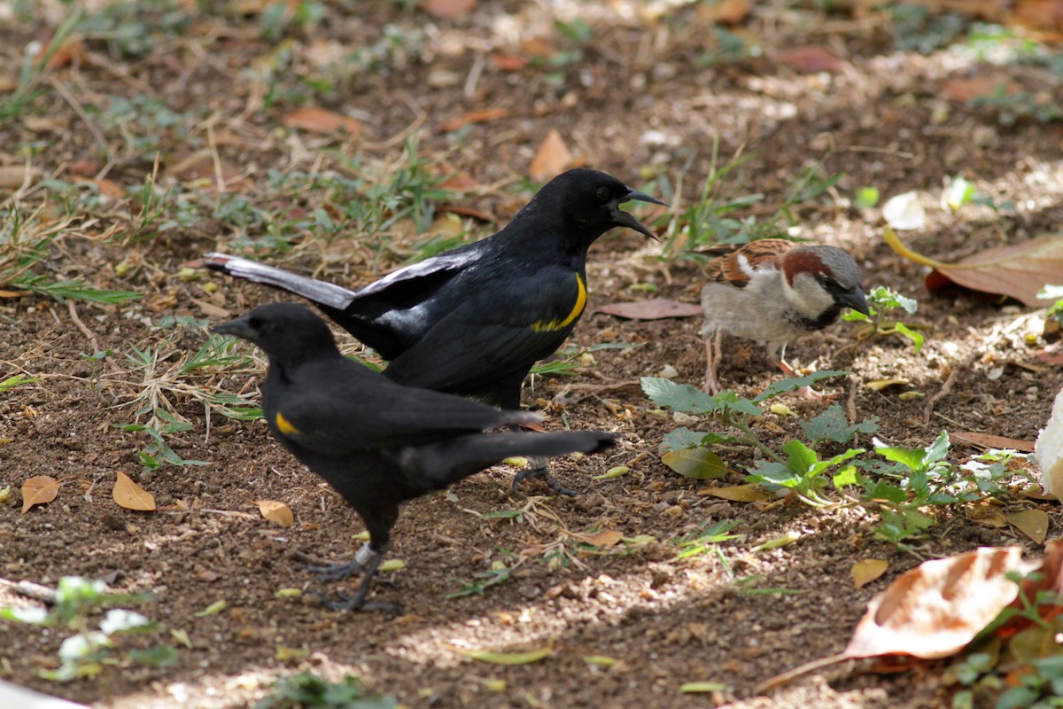 Yellow-shouldered Blackbird - ML23100321