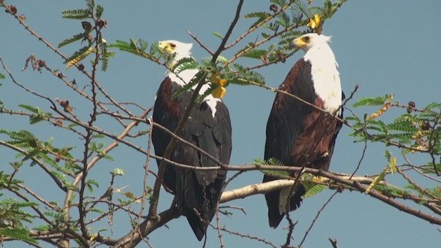 African Fish-Eagle - ML231003731
