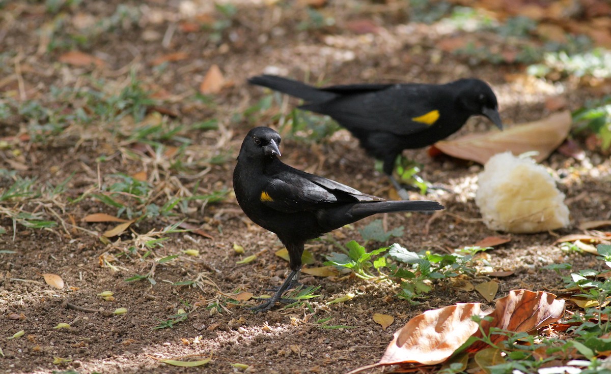 Yellow-shouldered Blackbird - ML23100381
