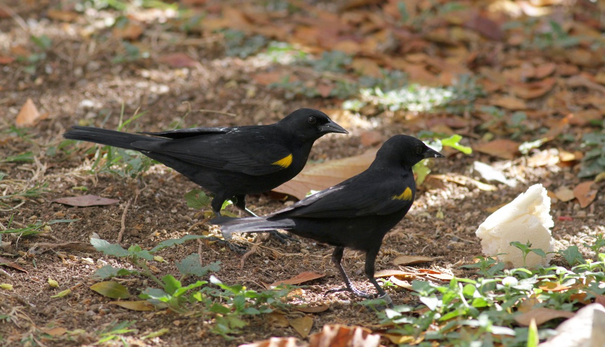 Yellow-shouldered Blackbird - ML23100421