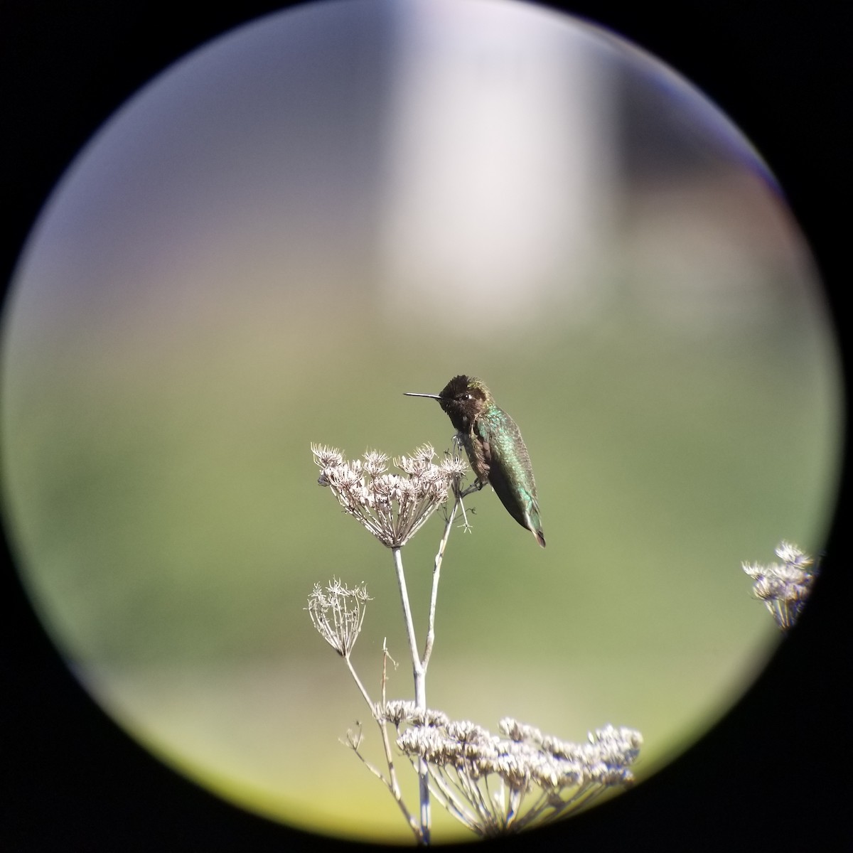 Anna's Hummingbird - ML231006051
