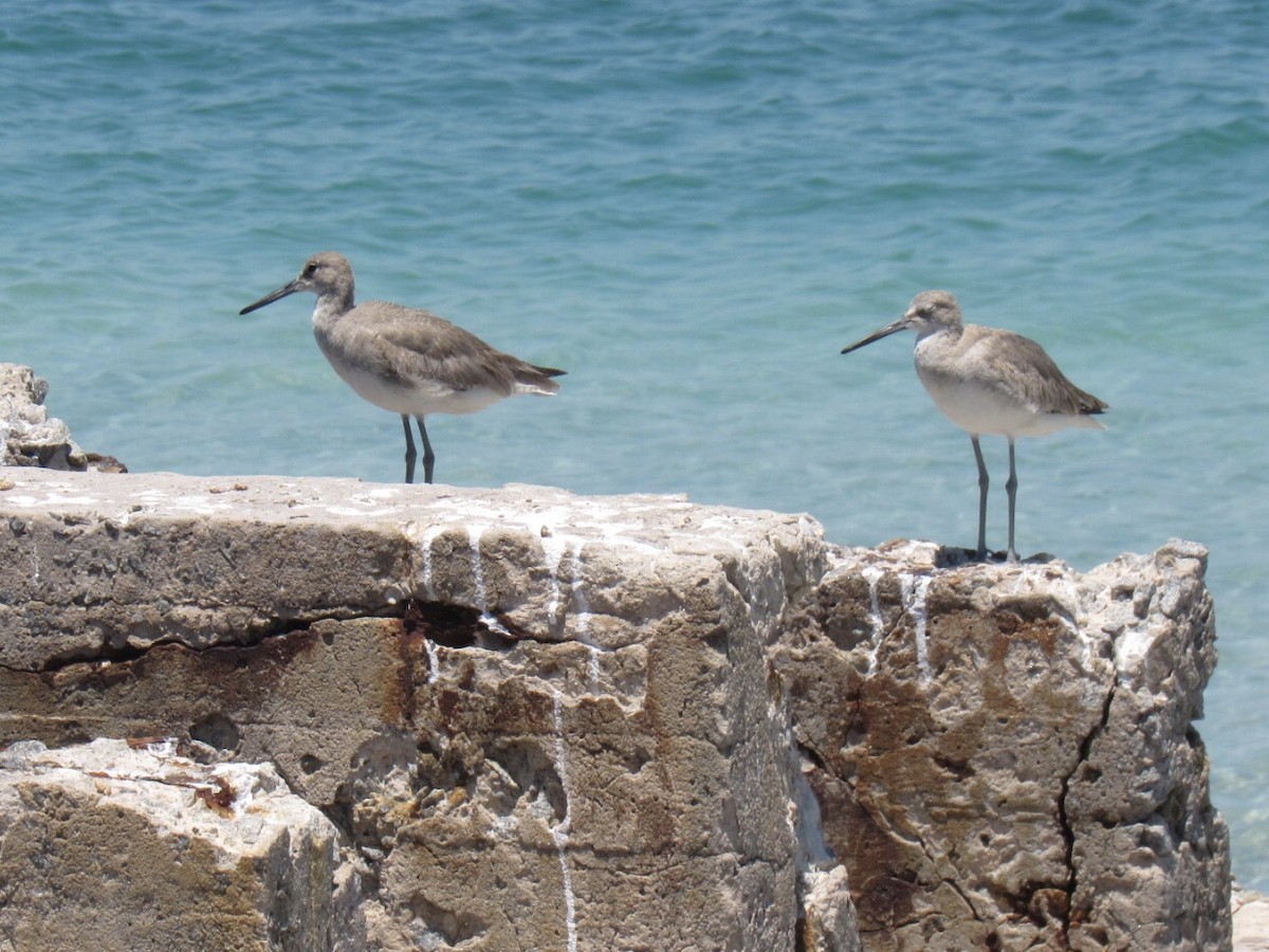 eBird Checklist 5 May 2020 Egmont Key NWR 52 species (+3 other taxa)