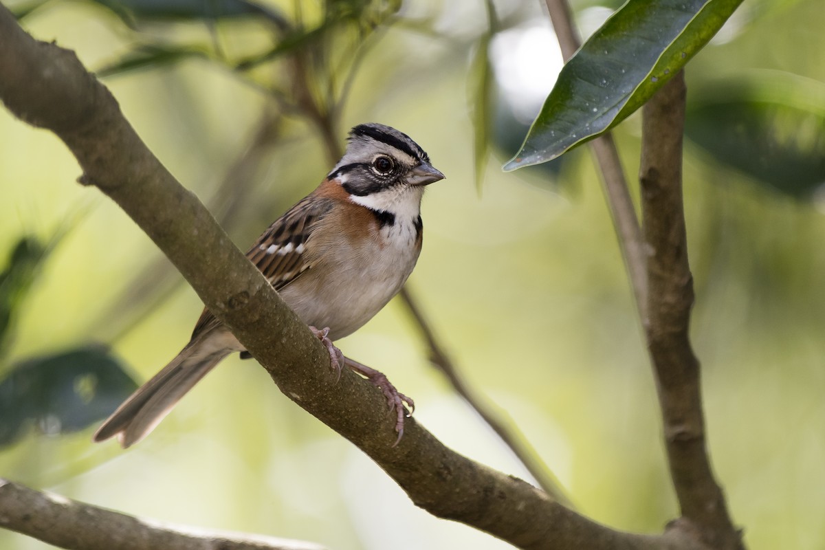 Rufous-collared Sparrow - ML231009361
