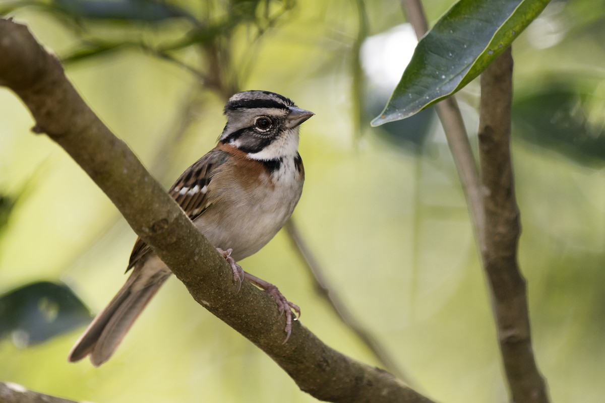 Rufous-collared Sparrow - ML231009371