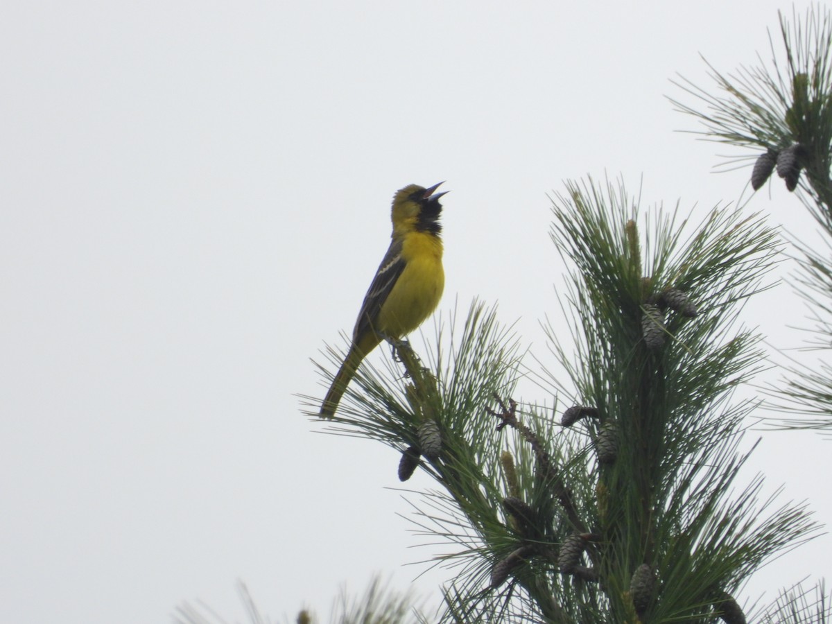 Orchard Oriole - ML231009601