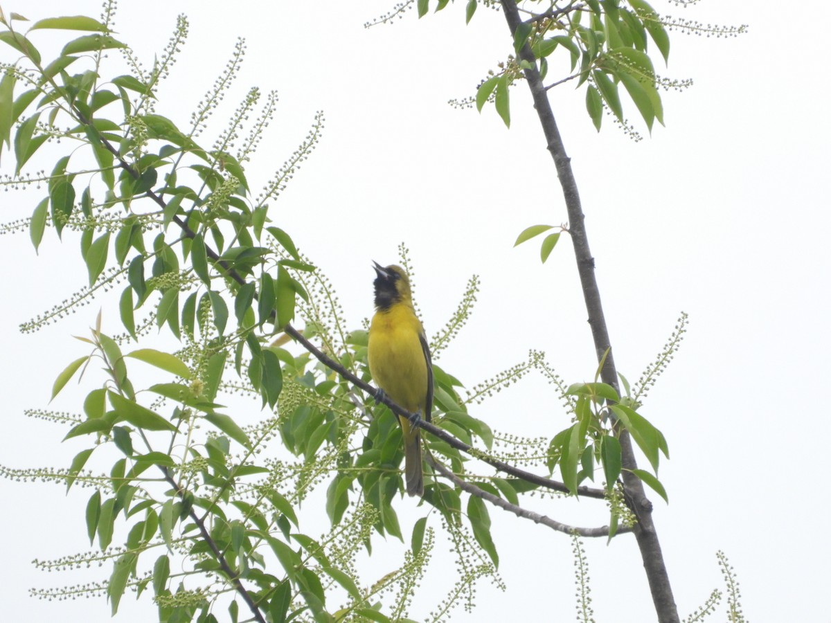 Orchard Oriole - ML231009771