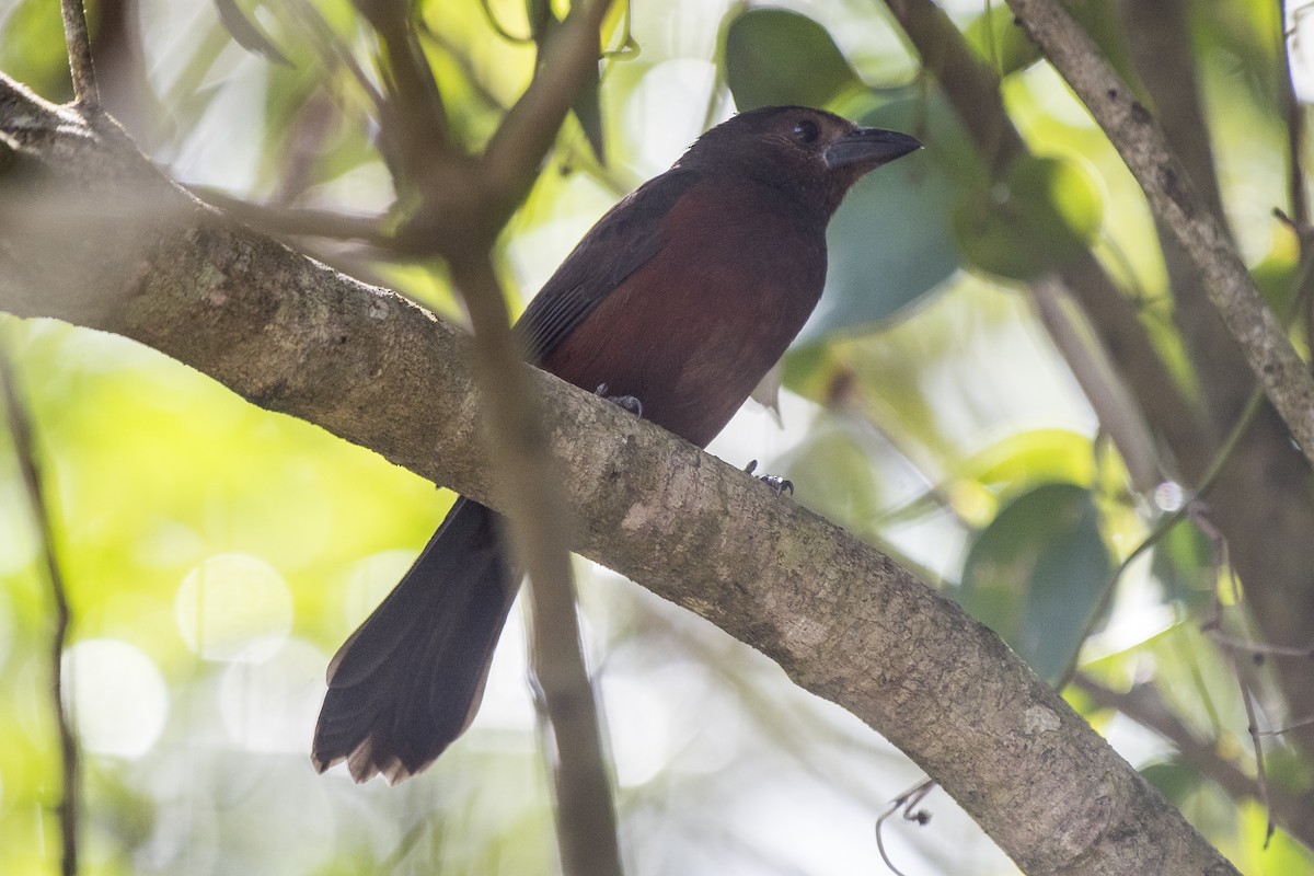 Silver-beaked Tanager - ML231009861