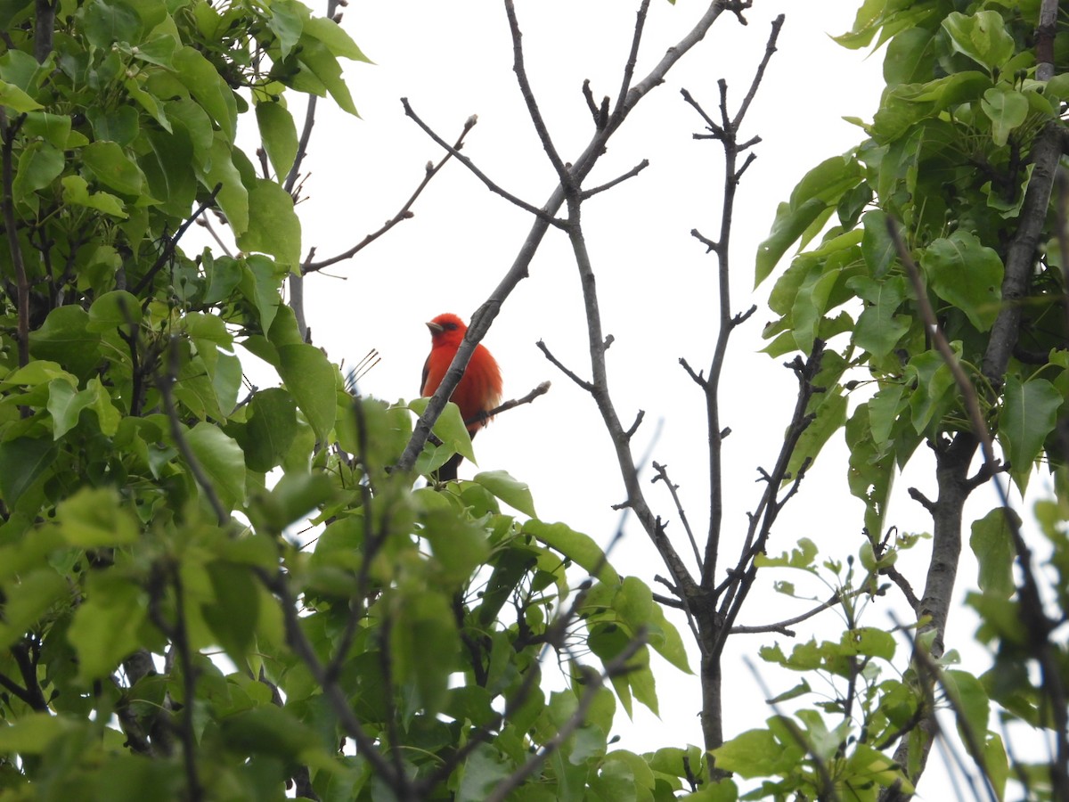 Scarlet Tanager - Pete Givan