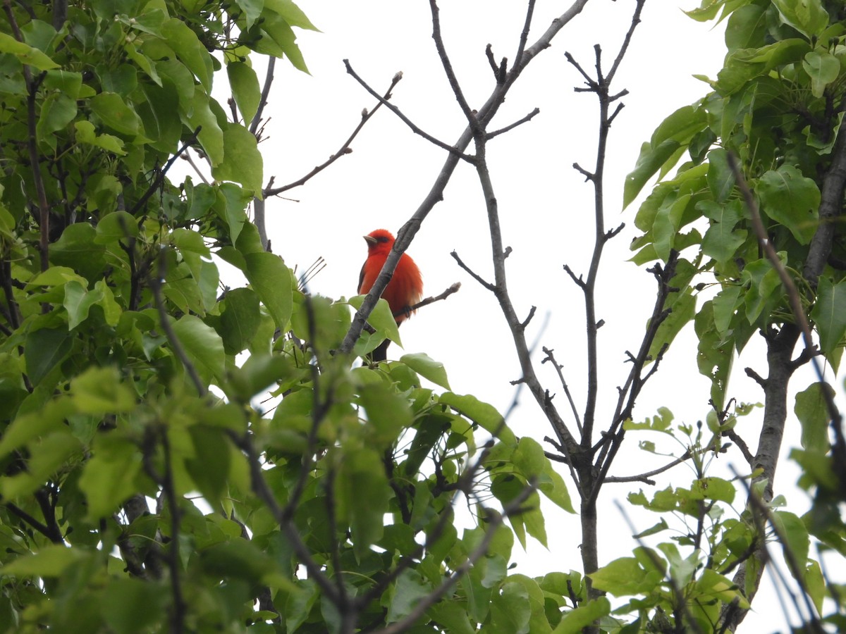 Scarlet Tanager - ML231010951