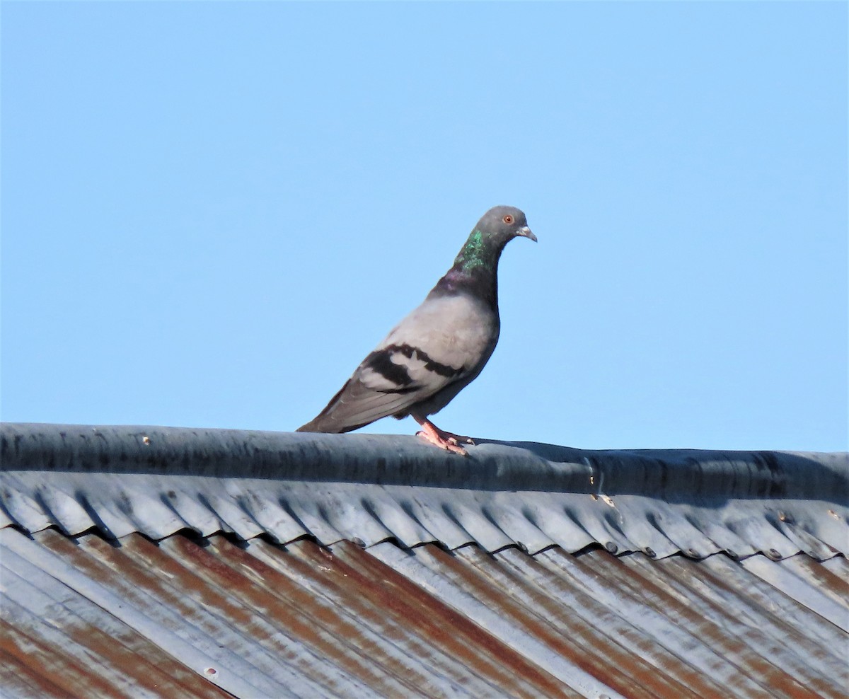Rock Pigeon (Feral Pigeon) - ML231010981