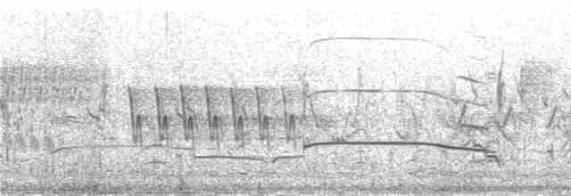 racek bouřní (ssp. heinei) - ML231012