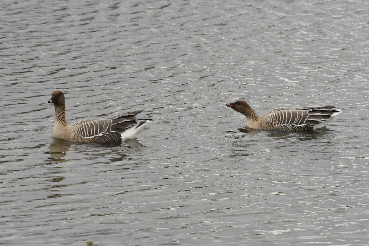 Pink-footed Goose - ML231014261