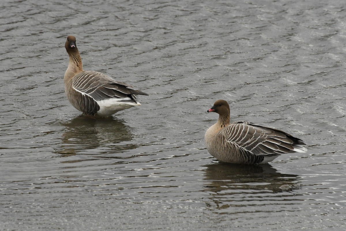 Pink-footed Goose - ML231014271