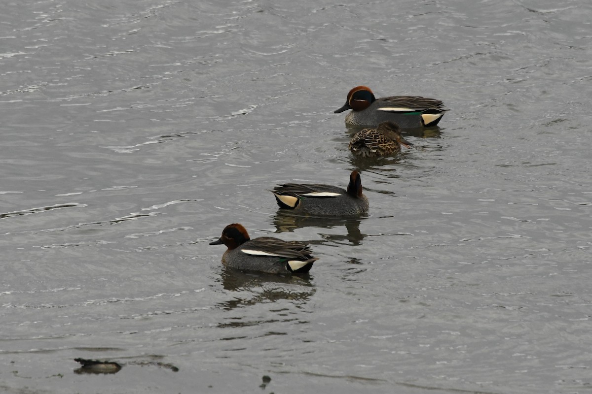 Green-winged Teal - ML231014321